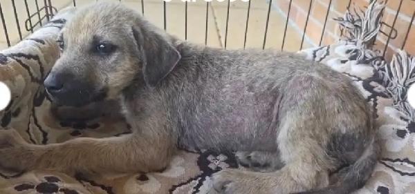 Cucciolo 2/3mesi UNICO SOPRAVVISSUT! COSENZA  Foto 2